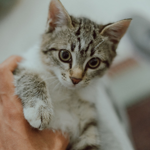 POUR LES CHATS
